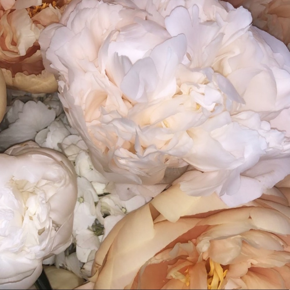 Meet your Posher, Caroline